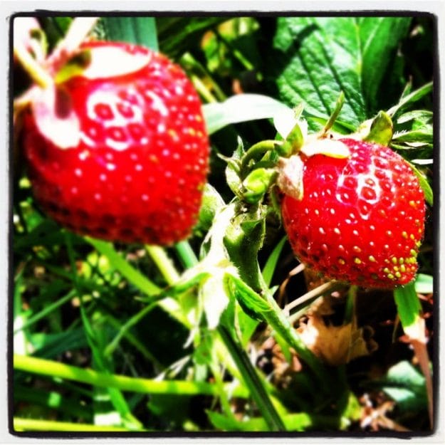 Strawberries at Egg Harbor Natural Gardens
